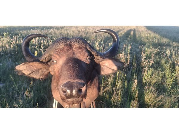 ~/upload/Lots/162550/AdditionalPhotos/m57cn7dibtq7k/20260302_183303_t600x450.jpg